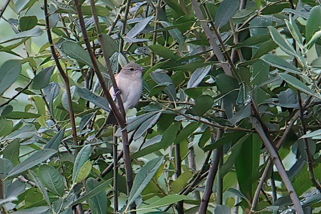 Garden Warbler - ML597616191