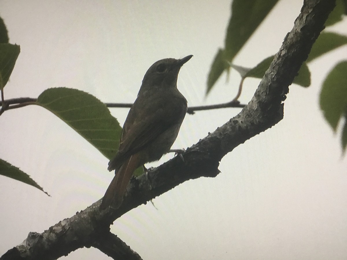 Pale Blue Flycatcher - ML597616501