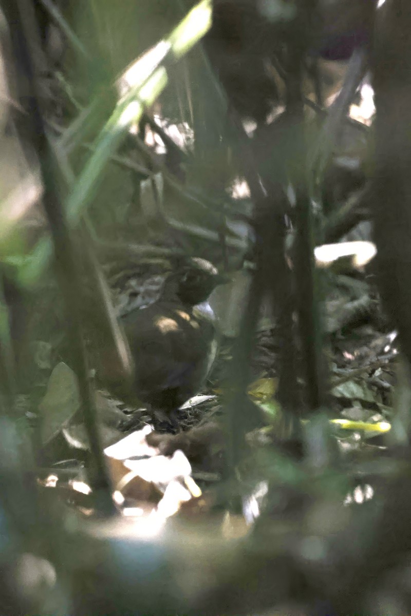 Black-faced Antthrush (Black-faced) - ML597616931