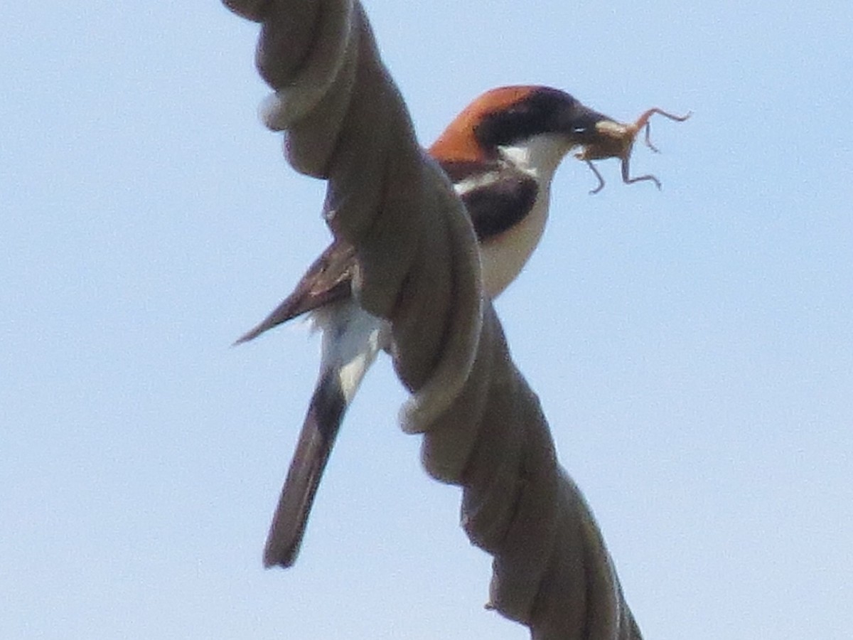 Woodchat Shrike - ML59761701