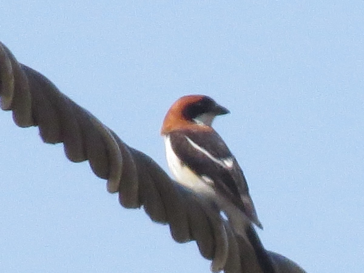 Woodchat Shrike - Michael Simmons