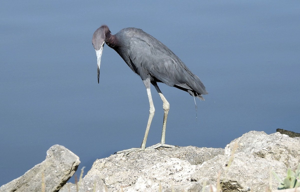 Little Blue Heron - Gary Hunter