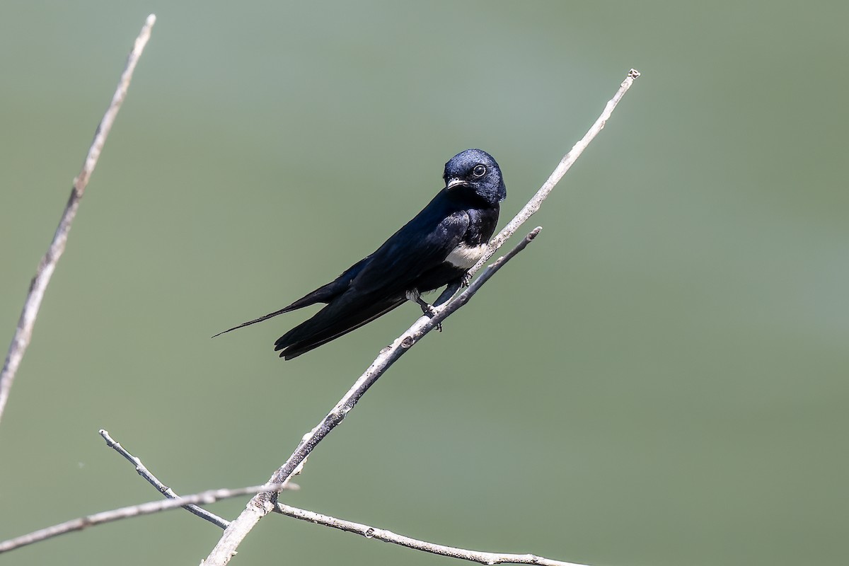 White-banded Swallow - ML597617791
