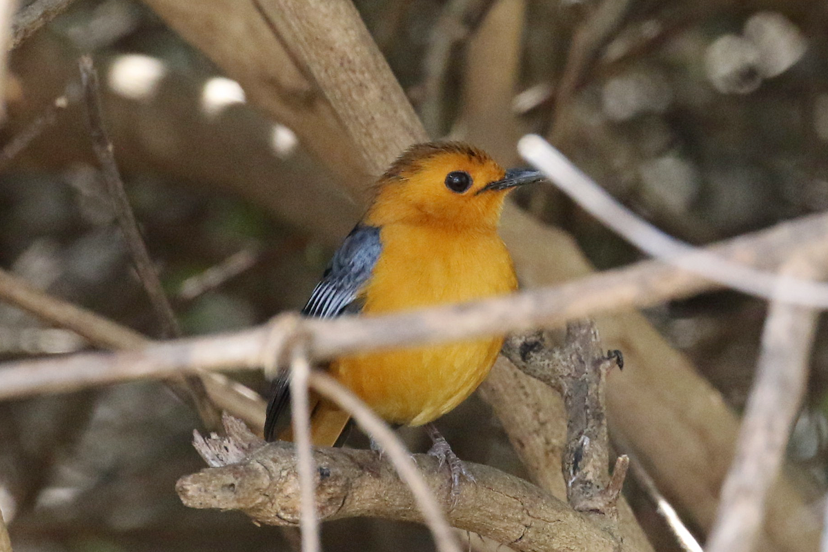 Red-capped Robin-Chat - 凤玲 于