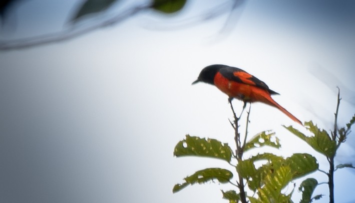 Small Minivet - ML597618271