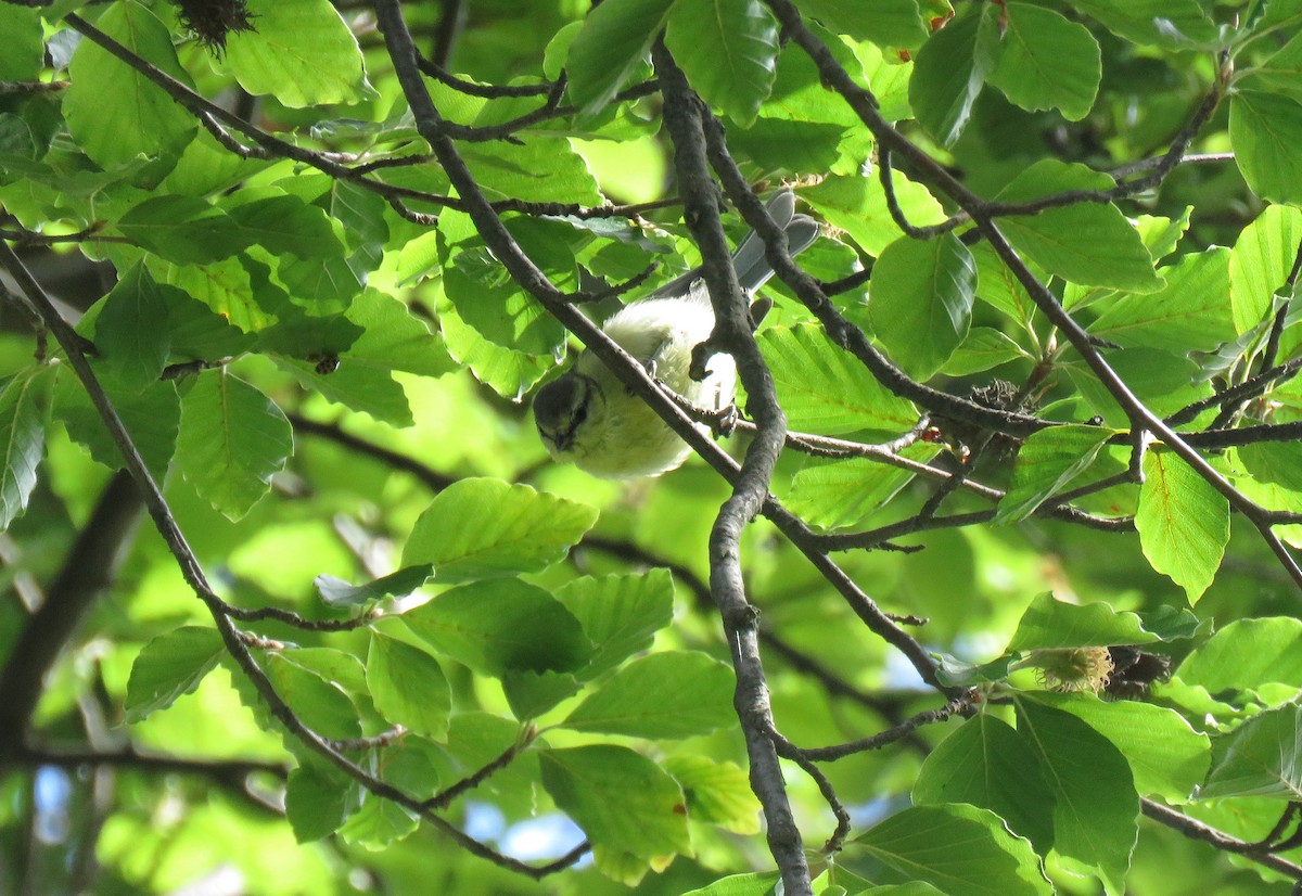 Өрнийн хөх бух - ML597618651