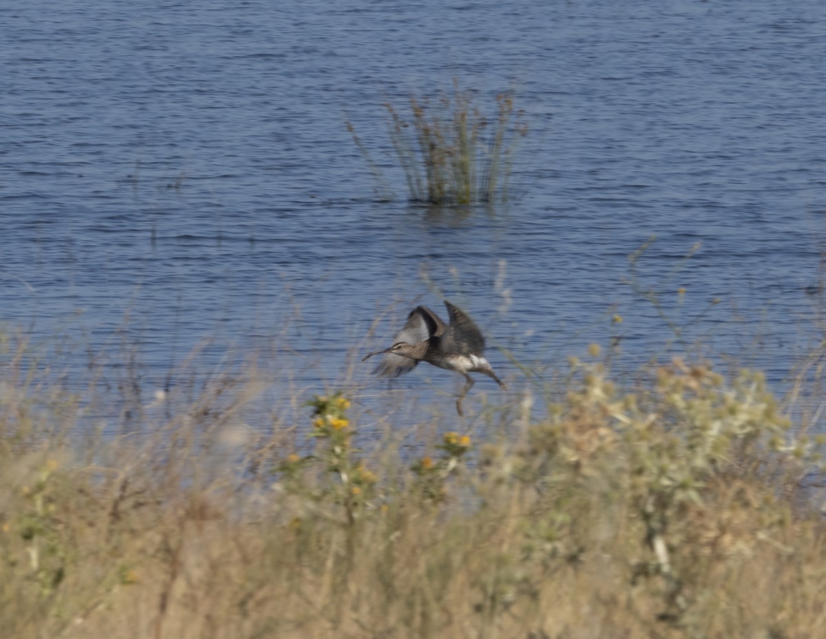 Regenbrachvogel - ML597619881