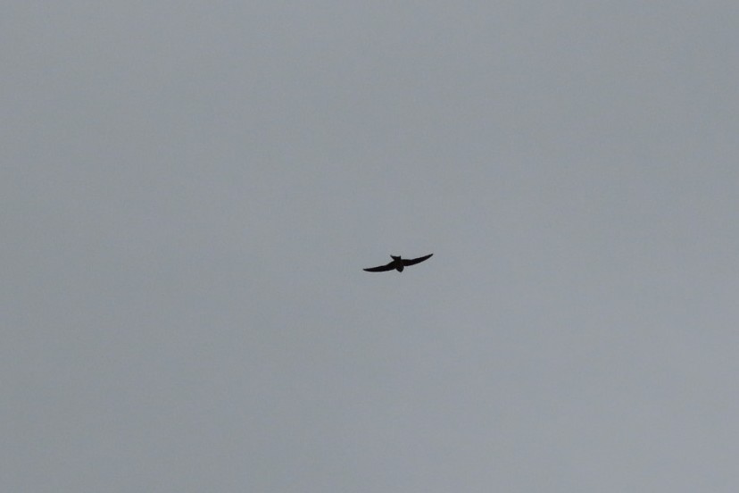 Common Swift - ML597620451