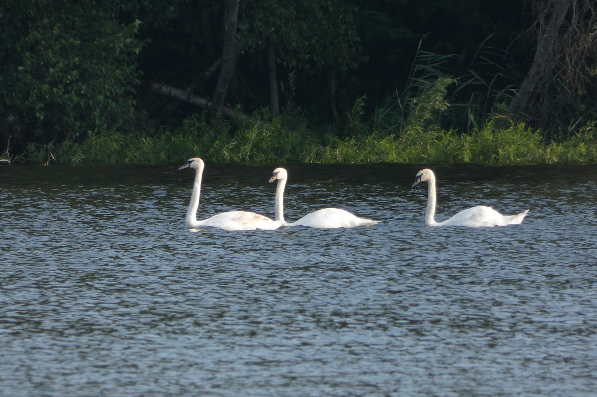 Mute Swan - ML597620471