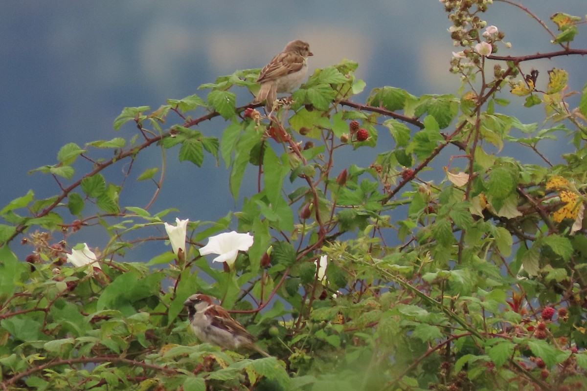 Moineau domestique - ML597620711