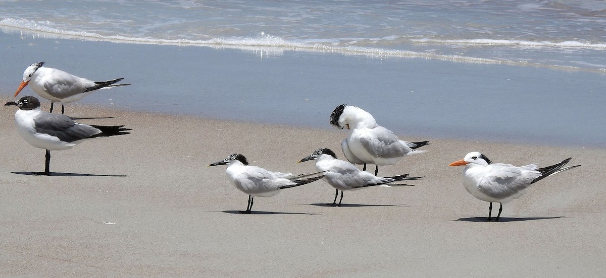 Sandwich Tern - ML597621401