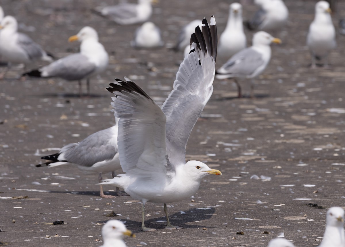 American Herring x California Gull (hybrid) - ML597621521