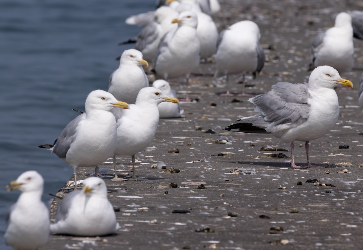 American Herring x California Gull (hybrid) - ML597621541