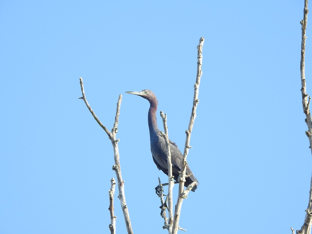 Little Blue Heron - Gary Hunter