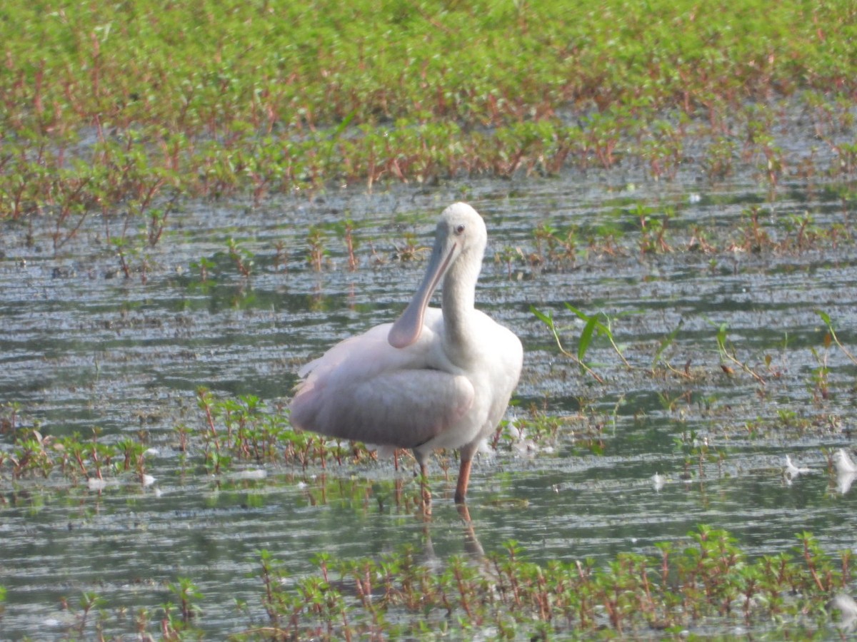 Espátula Rosada - ML597622131