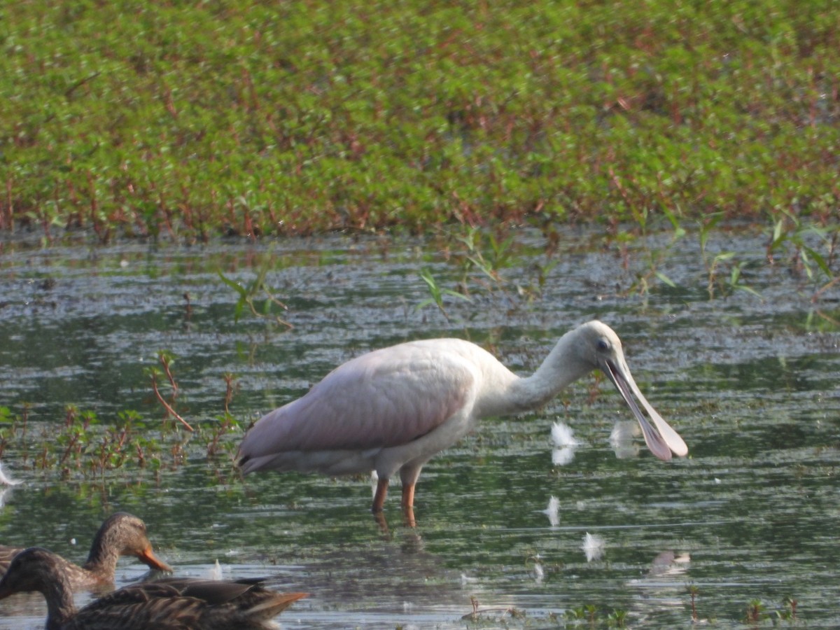 Espátula Rosada - ML597622141