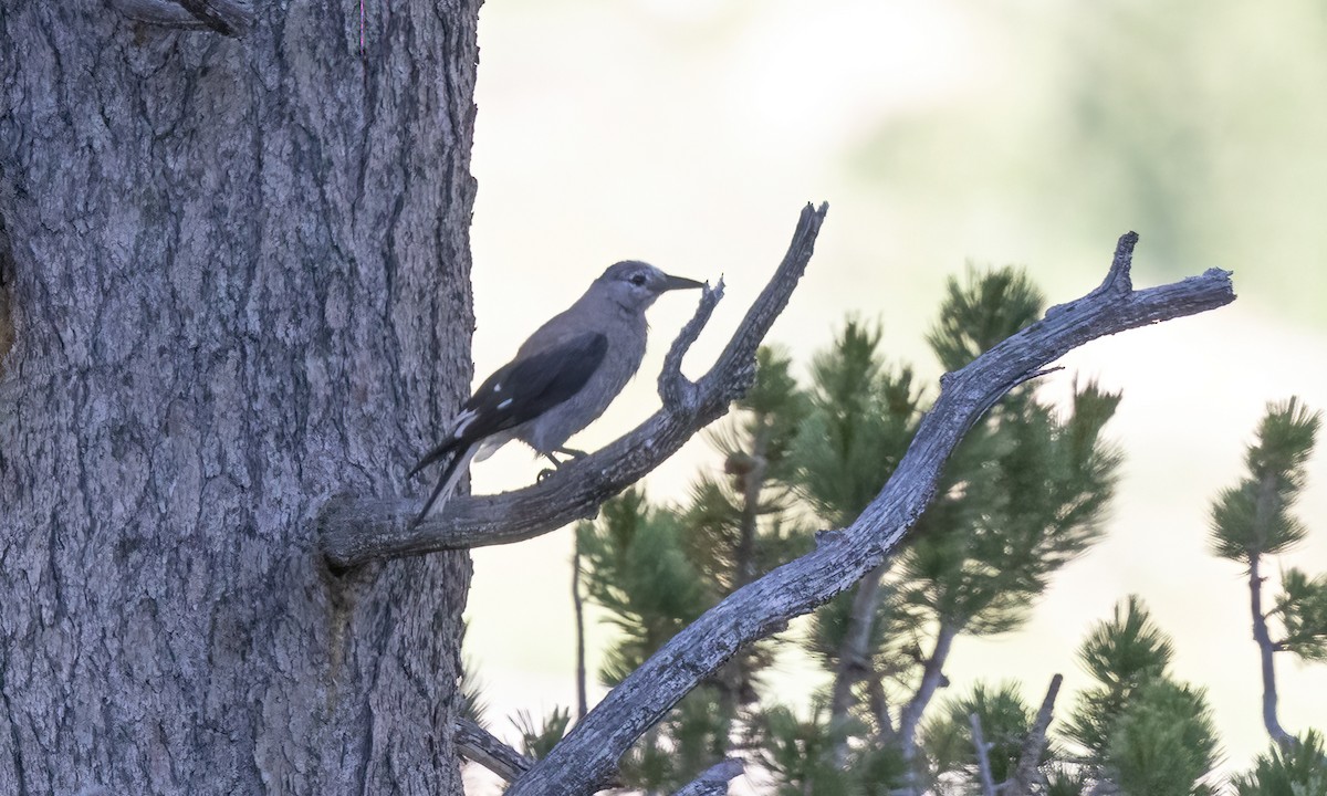 Clark's Nutcracker - ML597622641