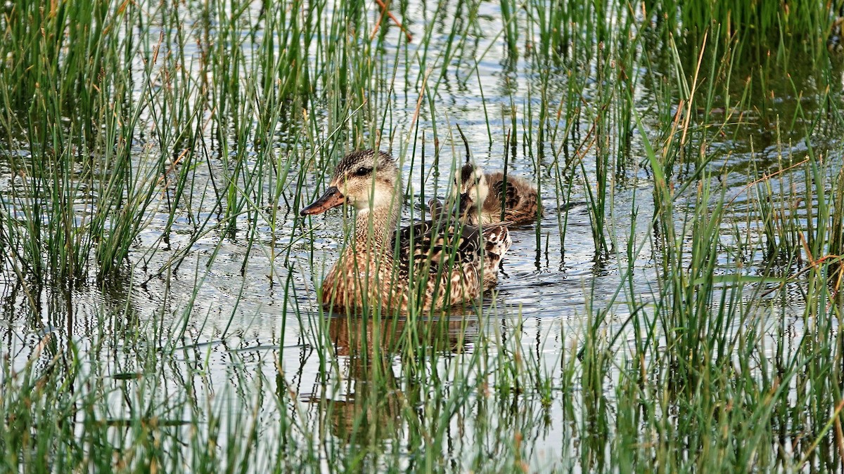 Gadwall - ML597623171