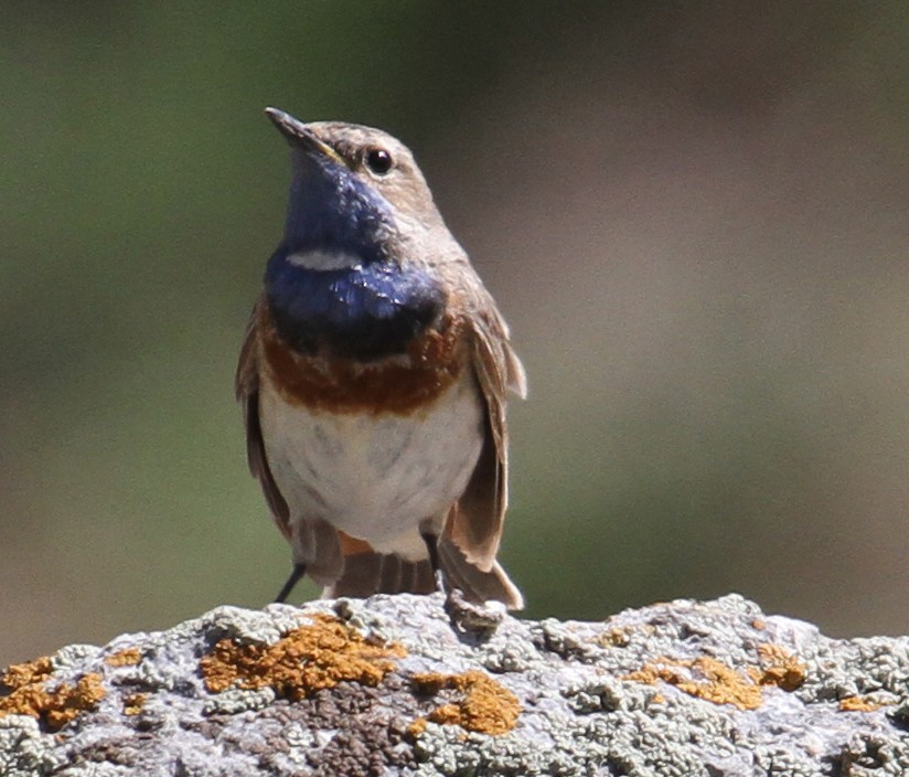 Bluethroat - Asghar Mohammadi Nasrabadi