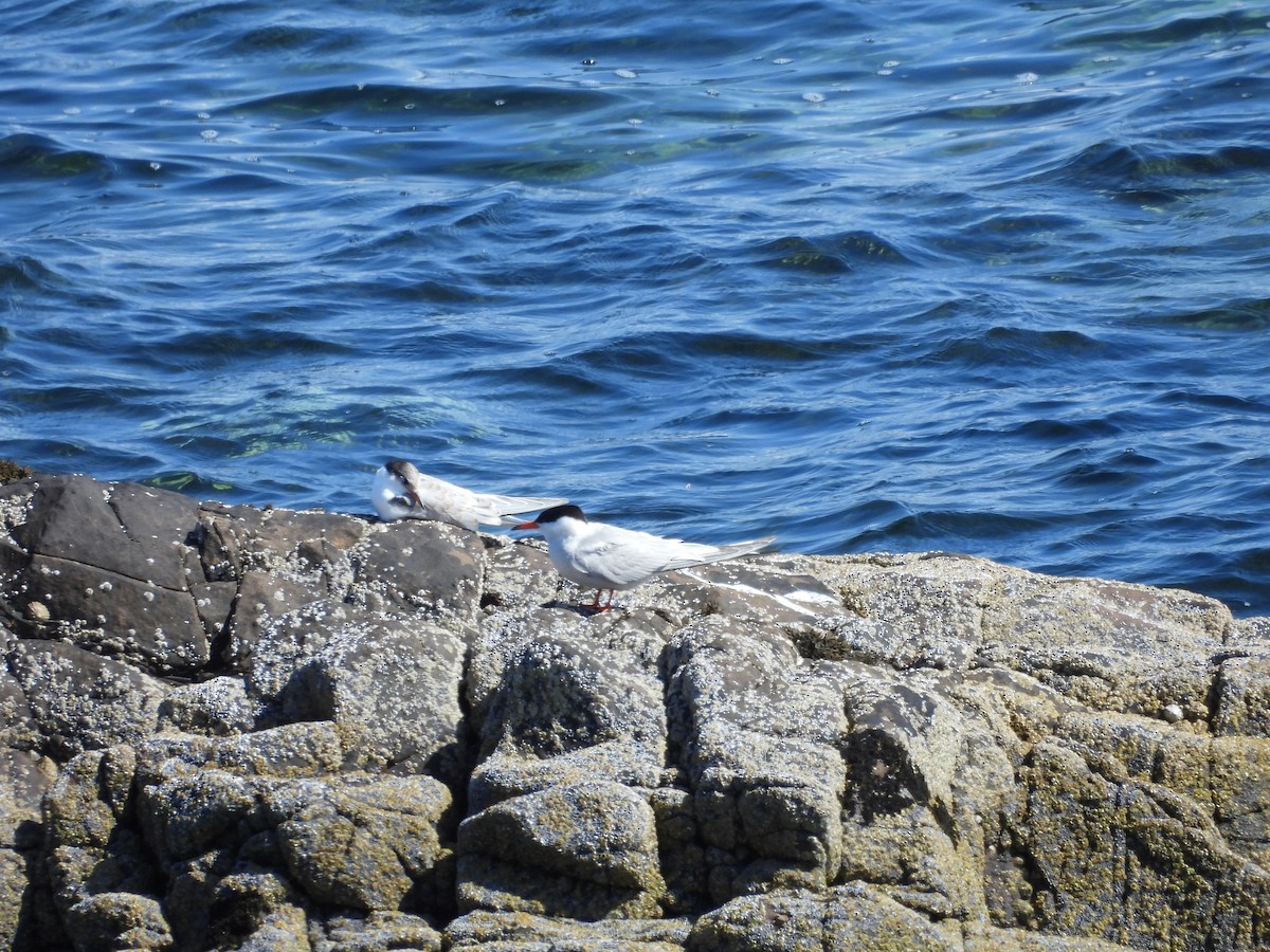 Common Tern - Thomas Schreiter