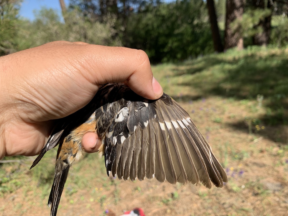 Black-headed Grosbeak - ML597623891