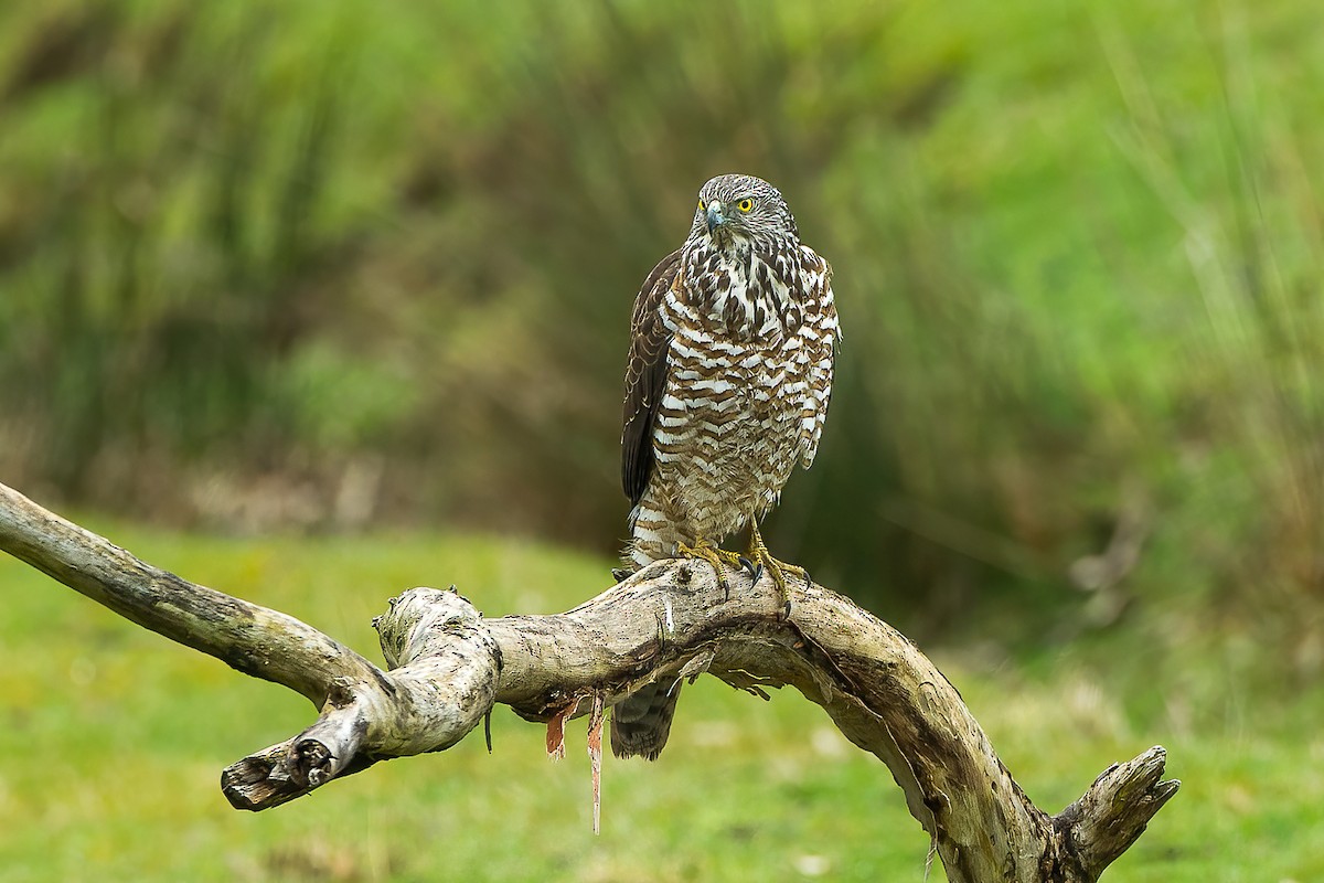 Brown Goshawk - Francesco Veronesi