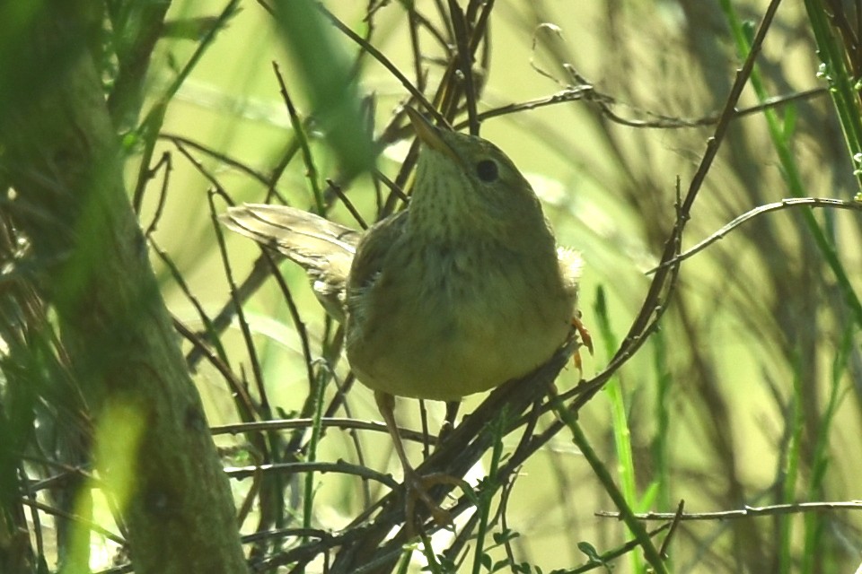 Common Grasshopper Warbler - ML597627491