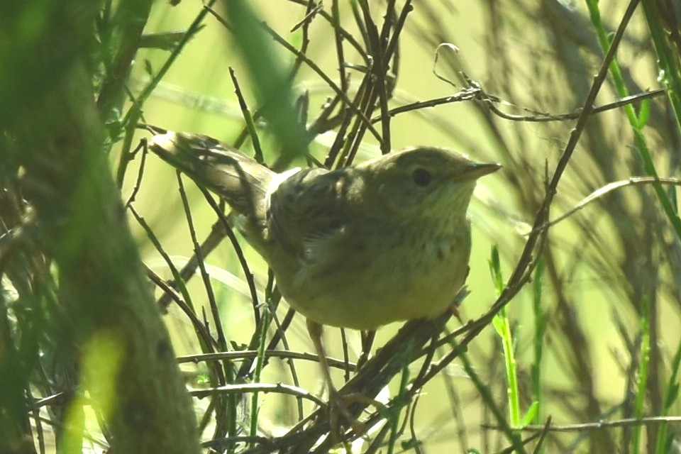 Common Grasshopper Warbler - ML597627531