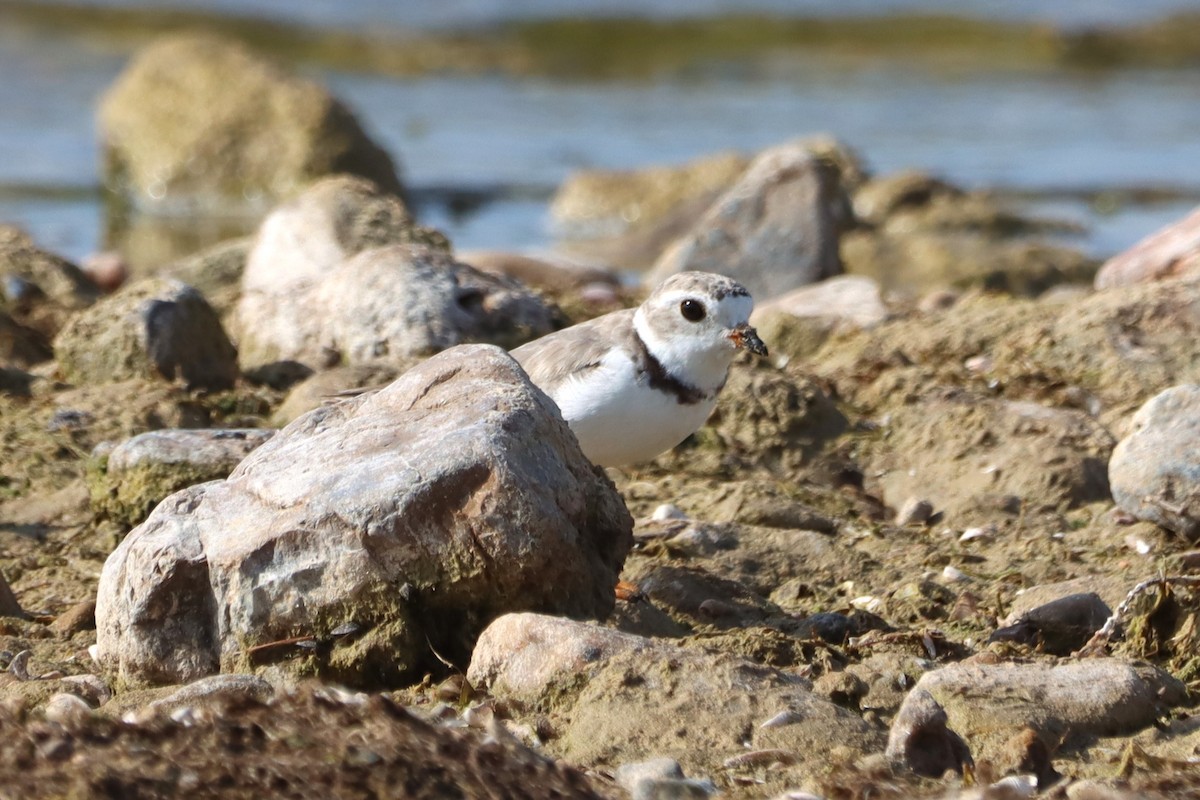 Piping Plover - ML597628501