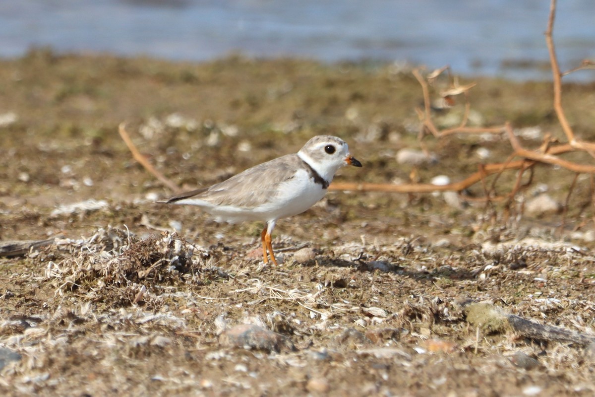 Piping Plover - ML597628571