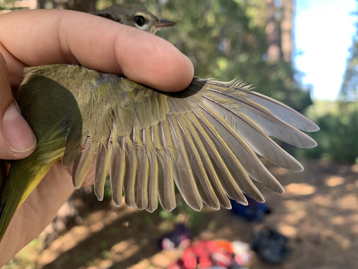 MacGillivray's Warbler - Mietron Shahbodaghloo