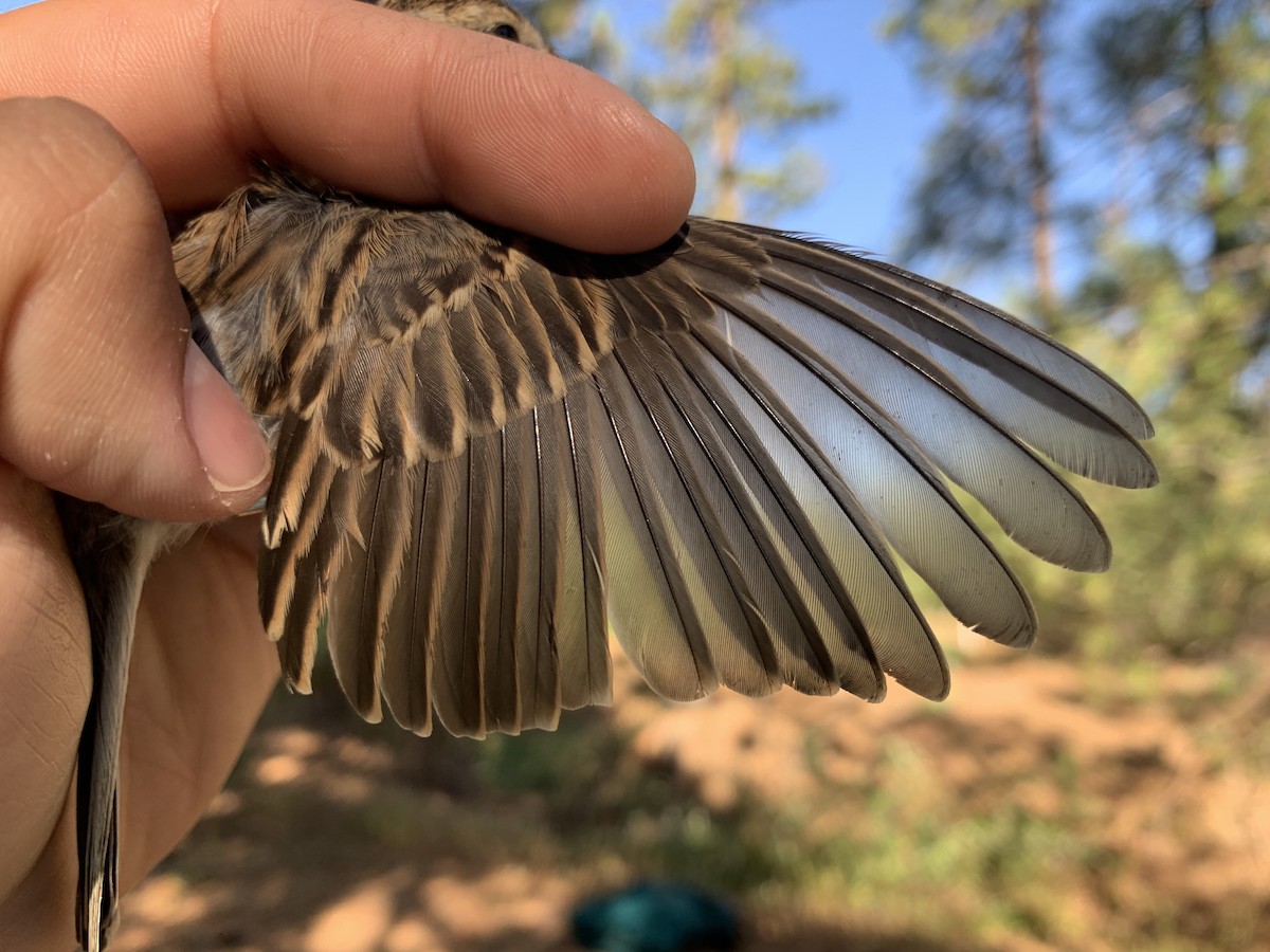 Chipping Sparrow - Mietron Shahbodaghloo