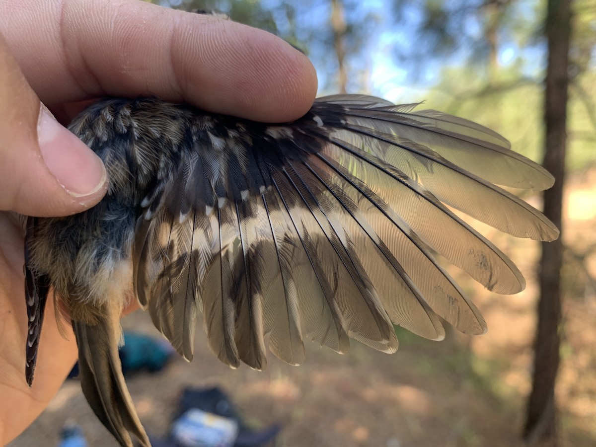 Brown Creeper - Mietron Shahbodaghloo