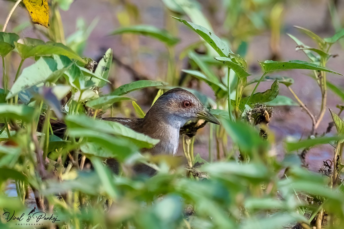 Baillon's Crake - ML597629811