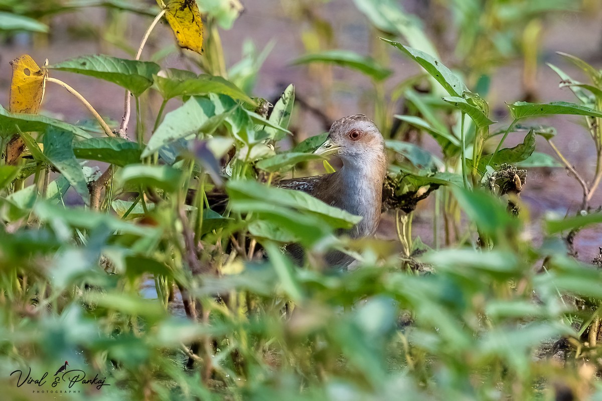 Baillon's Crake - ML597629821