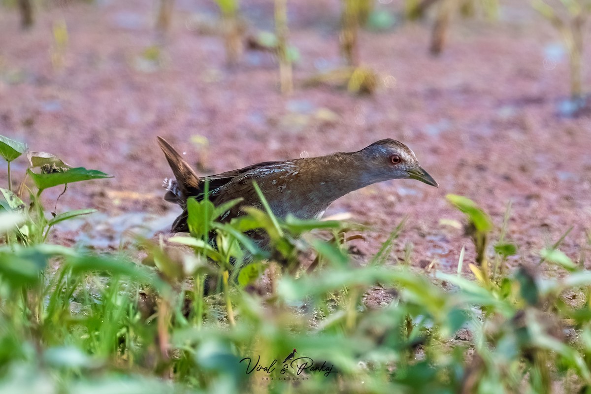 Baillon's Crake - ML597629831