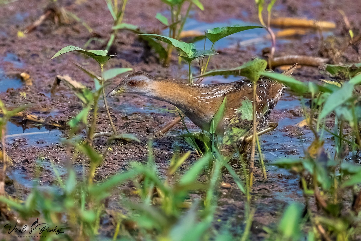 Baillon's Crake - ML597629951