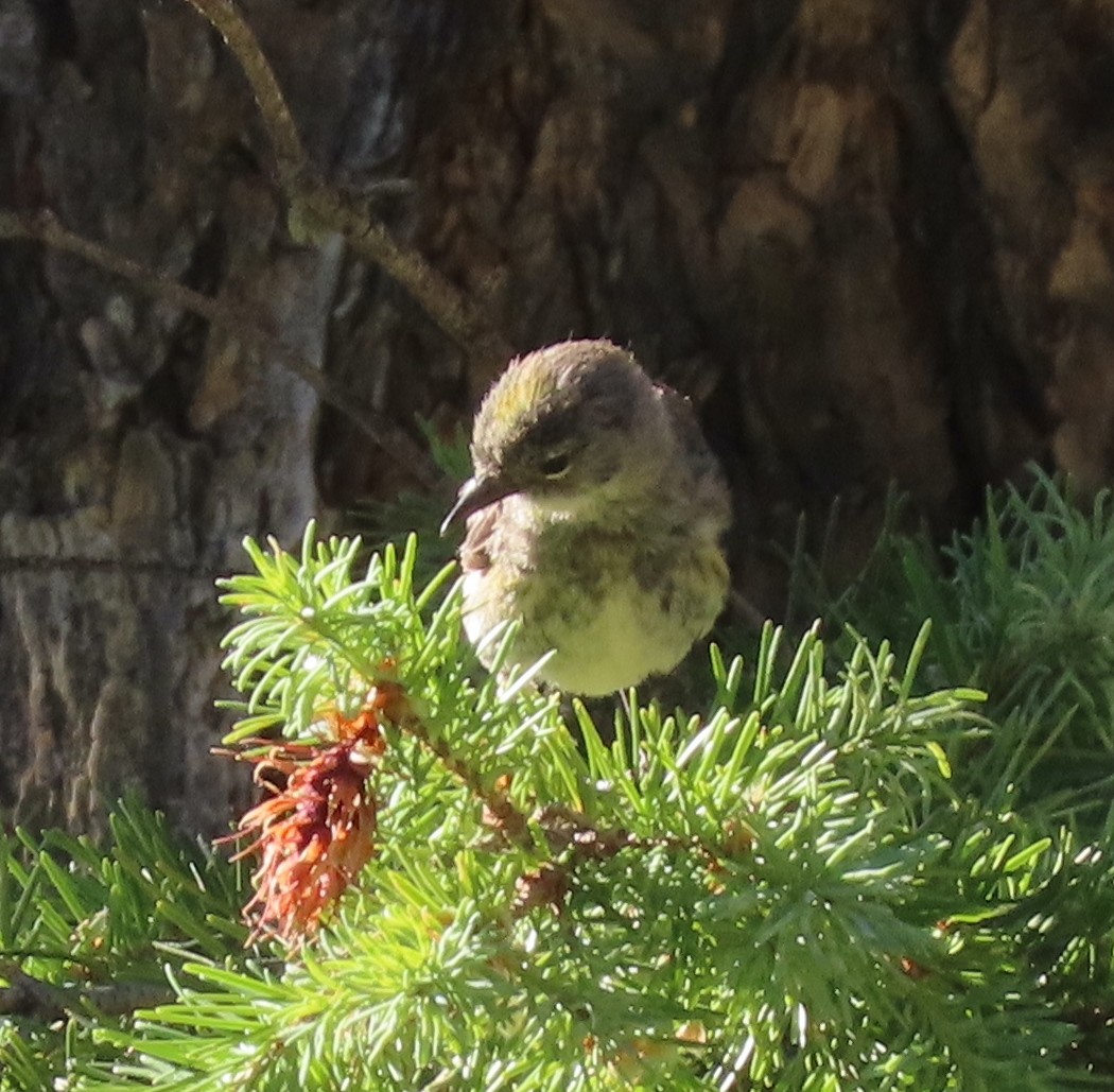 Yellow-rumped Warbler - ML597631061