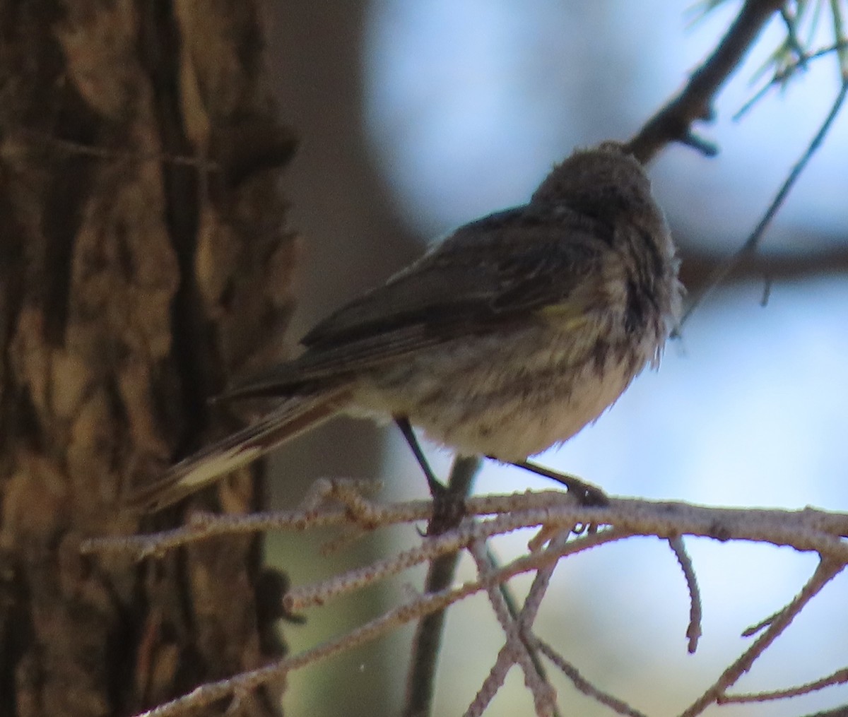 Yellow-rumped Warbler - ML597631371