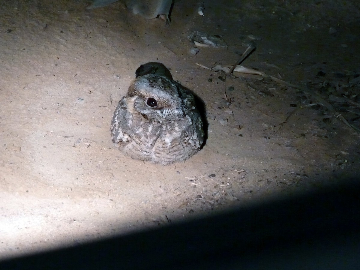 Nubian Nightjar - Dave Read