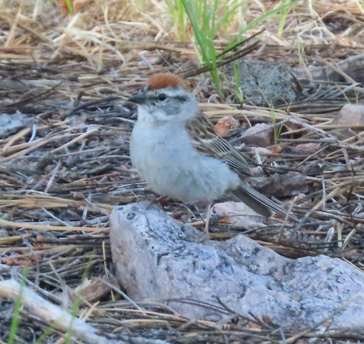 Chipping Sparrow - ML597631641