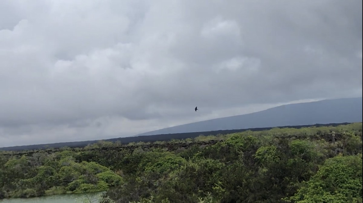 Golondrina de Galápagos - ML597631811