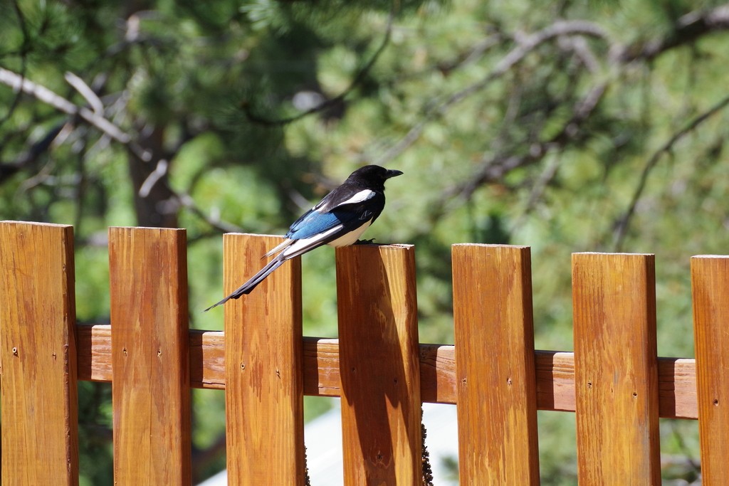 Black-billed Magpie - ML597631911