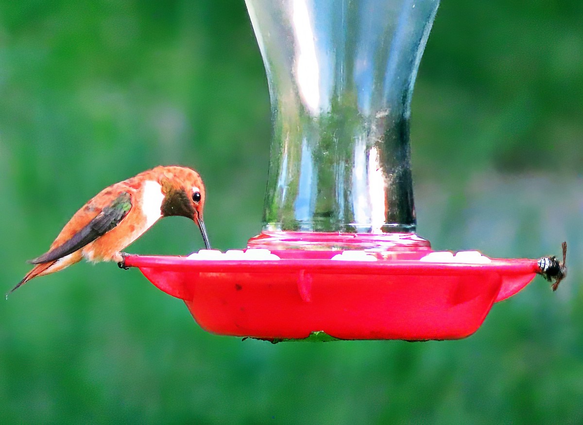 Rufous Hummingbird - ML597632101