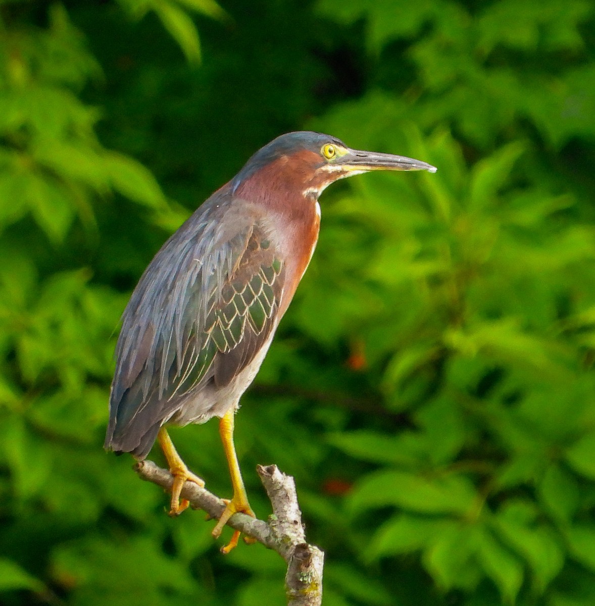 Green Heron - Connie Galey