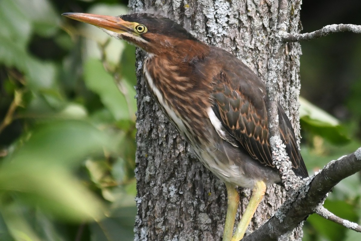 Green Heron - ML597632591