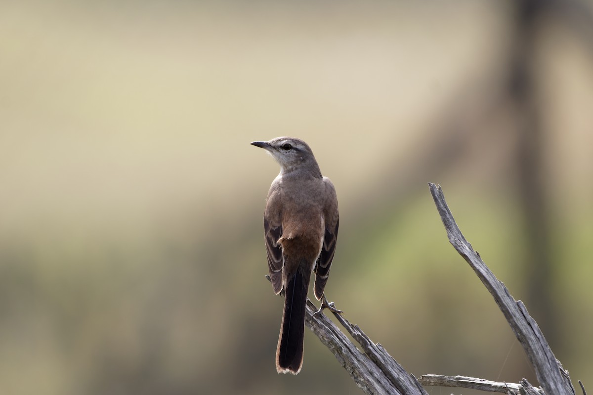 White-banded Mockingbird - ML597632791