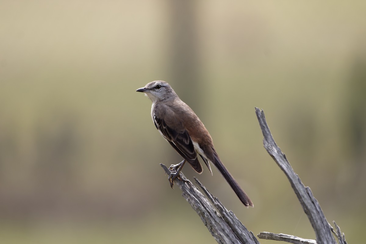 White-banded Mockingbird - ML597632801