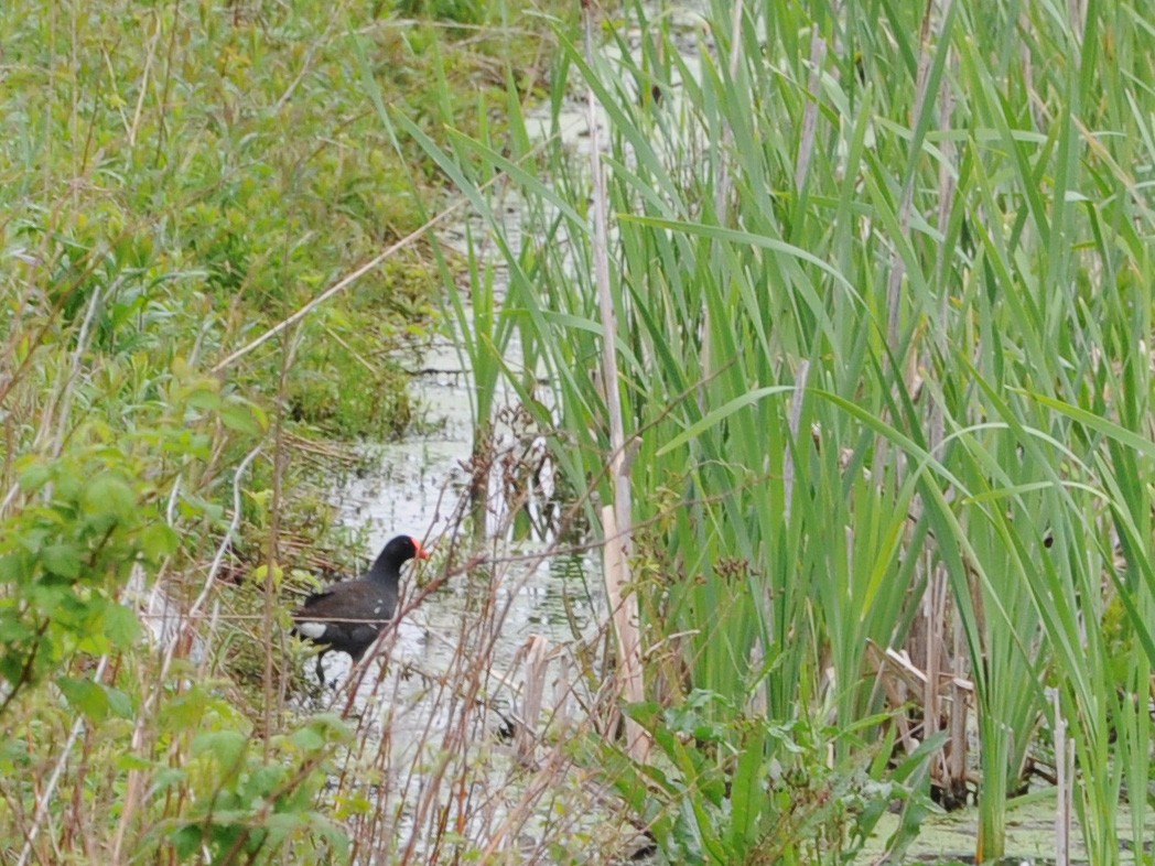 Gallinule d'Amérique - ML59763281