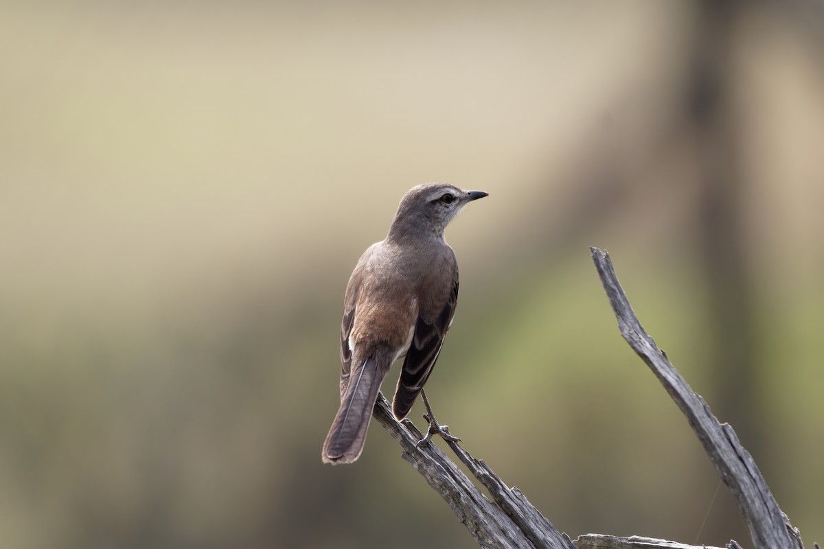 White-banded Mockingbird - ML597632811